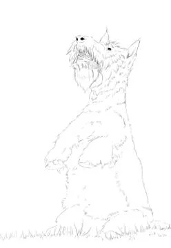 The scottish terrier portrait Stock Illustration