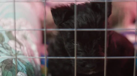 Scottish Terrier puppy in a cage Stock Footage 34530278