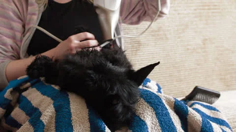 Scottish terrier puppy Stock Footage 23685697