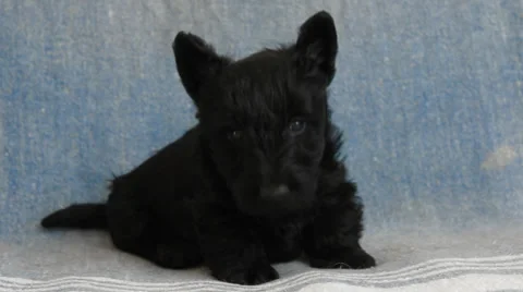 Scottish Terrier puppy Stock Footage 34530091