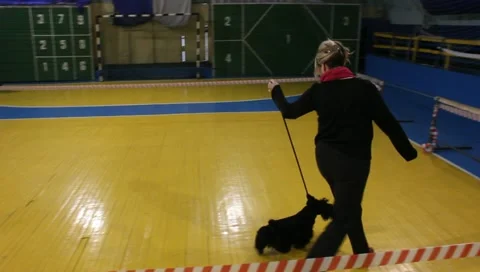 Scottish Terrier in the ring Stock Footage 10888970