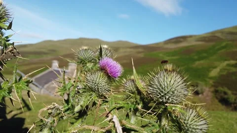 Scottish Thistle Blowing In The Wind In The Scottish Highlands Stock Footage 201341194