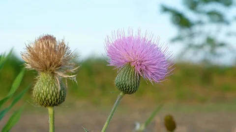 Scottish thistle on a field Video stock 110776661