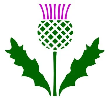 Scottish Thistle Stock Illustration