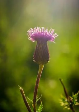 Scottish thistle at sunset Stock-Fotos