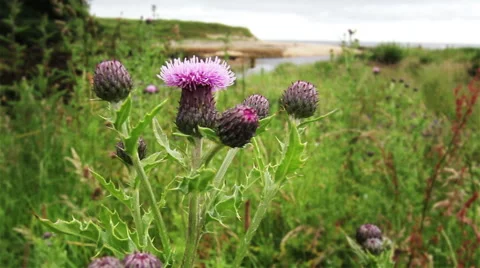 Scottish Thistles Stock Footage 53006718