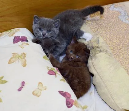 Scottish three kittens on the bed Stock Photos