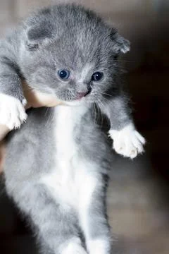 Scottish tiny bicolor kitten in the hands Stock Photos