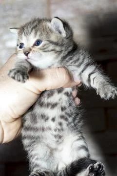 Scottish tiny tiger-colored tabi gold kitten in the hands Stock Photos