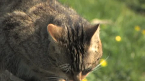 Scottish Wildcat Stock Footage 66687030