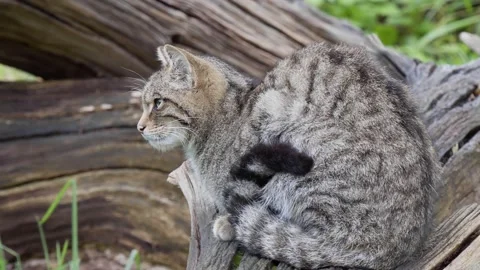Scottish Wildcat Stock Footage 163440125