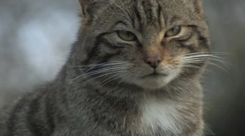 Scottish Wildcat pan up Stock Footage 66686930