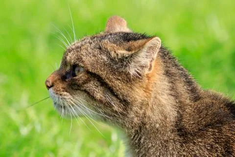 Scottish Wildcat Stock Photos