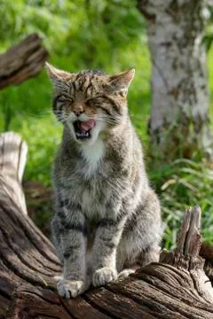 Scottish Wildcat Stock Photos