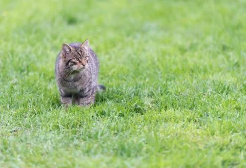 Scottish wildcat Stock Photos