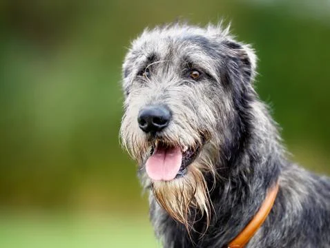 Scottish wolfhound Stock Photos