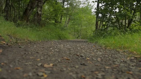 Scottish woodland path Stock Footage 113159051