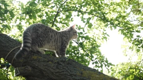 Scottish young kitten that sits in a tree. Stock Footage 111310242