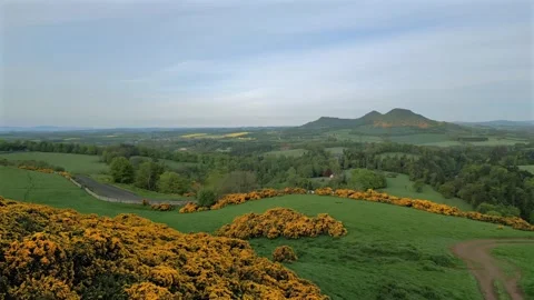 Scotts View Scottish Borders Yellow Gorse bushes 4k Stock Footage 284229271