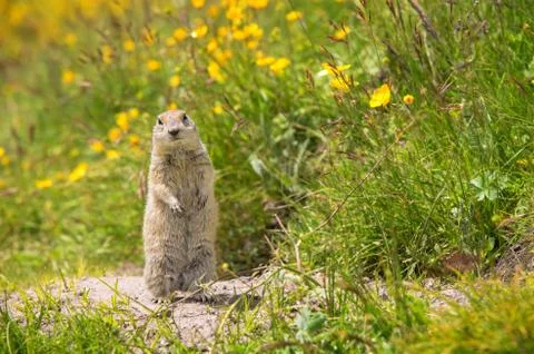 Scouting caucasian Ground Squirrel Stock Photos