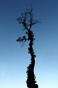 Scraggly Tree in Twilight Stock Photos