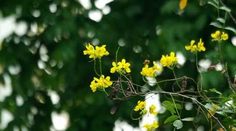 Scrambled Egg Tree flower Stock Footage 48983712