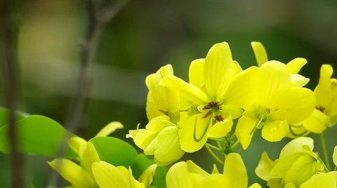 Scrambled Egg Tree flowers are shaking Stock Footage 48983739