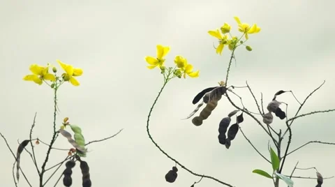 Scrambled Egg Tree flowers Stock Footage 48983704