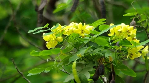 Scrambled Egg Tree flowers Stock Footage 48983762