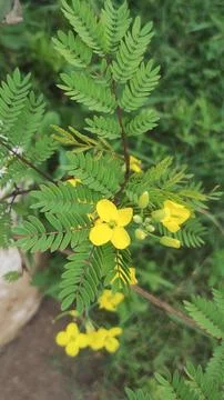 Scrambled Egg Tree or Senna surattpensis Fotos de archivo
