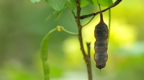 Scrambled Egg Tree seed pod Stock Footage 48983733