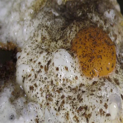 Scrambled eggs and spices Vidéo 69285611