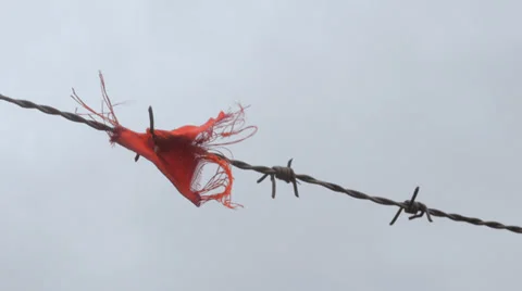 Scrap of cloth caught on barbed wire Stock Footage 33868237