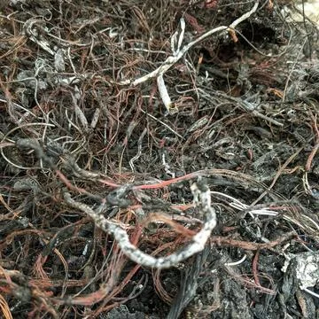 Scrap Copper Wire Фото