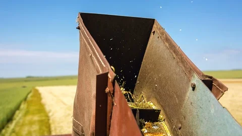 The scraper conveyor raises the collected flowers in the container Stock Footage 91629643
