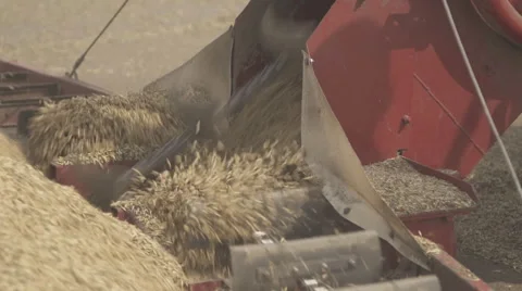 Scraper loader quickly shoveling grain closeup Stock Footage 64258109