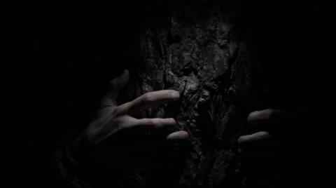 Scraping the pine tree with two hands Stock Footage 36829442