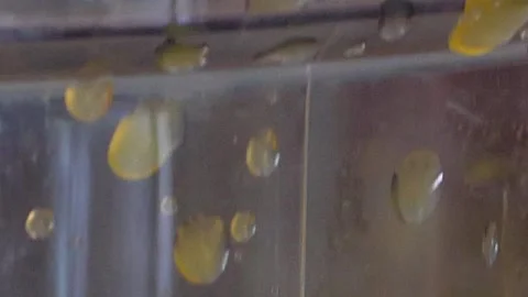 Scraping pulp from the passion fruit and into a sieve for processing Stock Footage 252915787