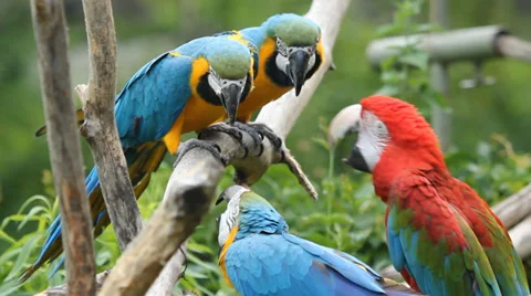 Scrappy Parrots. Stock Footage 32534060