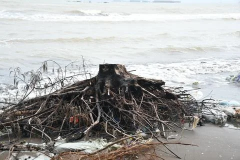 Scraps of abrasive pine tree roots 写真素材