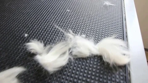 Scraps of dog wool after shearing. On the table are professional tools for Stock Footage 72657032