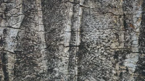 Scratch coconut bark texture for background Stock Photos