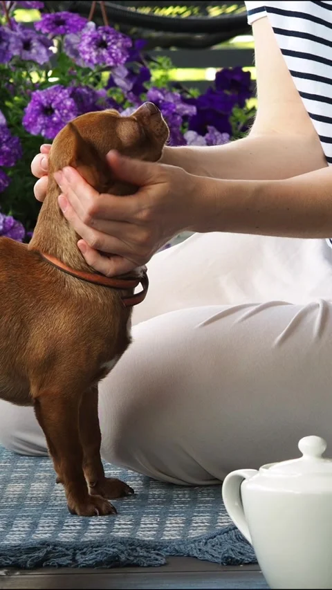 Scratch the dogs muzzle and ears while sitting on the floor on the balcony. The Stock Footage 314162084