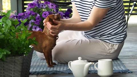 Scratch the dogs muzzle and ears while sitting on the floor on the balcony. The Stock Footage 314162143