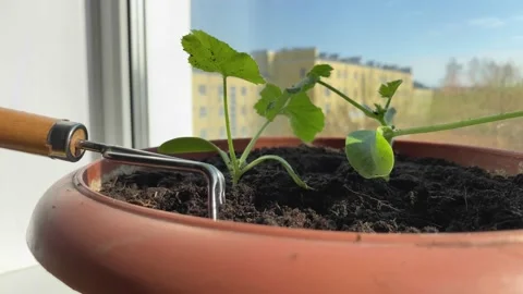 Scratch the ground with a rake under cucumber or squash seedlings Video stock 194010311
