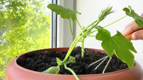 Scratch the ground with a rake under squash seedlings Stock Footage 196978738