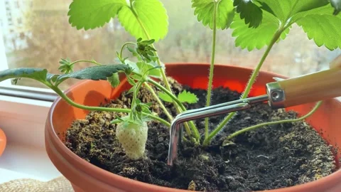 Scratch the ground with a rake under strawberry seedlings Video stock 194010354