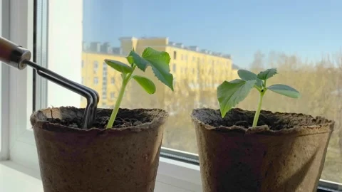 Scratch the ground under cucumber or squash seedlings on window sill. Stock Footage 194010361