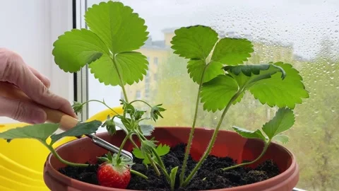 Scratch ground under strawberry on window sill. Young berry Stock Footage 194612234