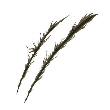 Scratch mark Stock Illustration